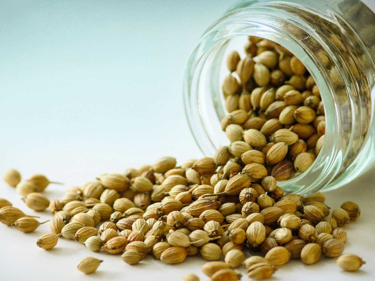Semená koriandra India odroda 30g